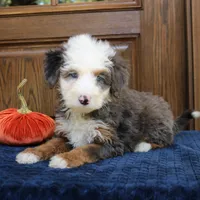 Silas, a male Miniature Bernedoodle for sale in Narvon, PA – 4 of 6