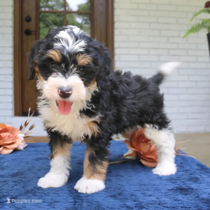 Earl – Miniature Bernedoodle puppy for sale in Narvon, PA
