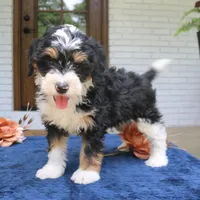 Earl, a male Miniature Bernedoodle for sale in Narvon, PA – 1 of 6