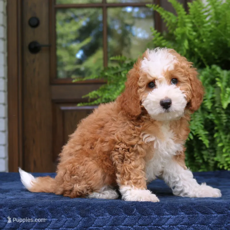 Jada – Cavapoo puppy for sale in Narvon, PA