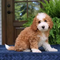 Jada, a female Cavapoo for sale in Narvon, PA – 1 of 7