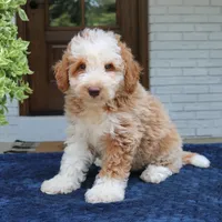 Zuke, a male Bernedoodle for sale in Narvon, PA – 4 of 5