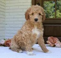 Tally mini f1b, a female Miniature Goldendoodle for sale in Narvon, PA – 3 of 4