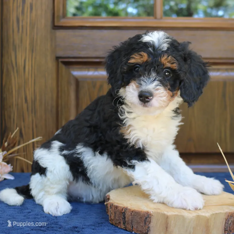 Phoenix – Bernedoodle puppy for sale in Narvon, PA