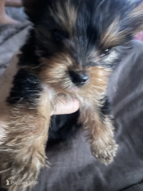 King  – Yorkshire Terrier puppy for sale in Brockton, MA