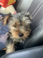 Toto2, a male Yorkshire Terrier for sale in Brockton, MA – 4 of 4