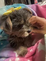 Sissy , a female Yorkshire Terrier for sale in Brockton, MA – 3 of 3