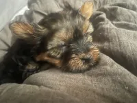 Mona Lisa , a female Yorkshire Terrier for sale in Brockton, MA – 1 of 2