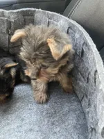 Lily , a female Yorkshire Terrier for sale in Brockton, MA – 3 of 3