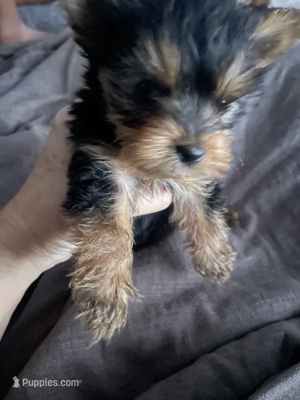 Moises – Yorkshire Terrier puppy for sale in Brockton, MA