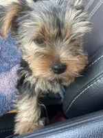 Toto2, a male Yorkshire Terrier for sale in Brockton, MA – 3 of 4