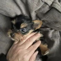 Jack, a male Yorkshire Terrier for sale in Brockton, MA – Photo 4 of 4