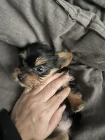 Jack, a male Yorkshire Terrier for sale in Brockton, MA – Photo 4 of 4