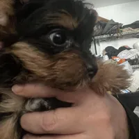 Jack, a male Yorkshire Terrier for sale in Brockton, MA – Photo 3 of 4