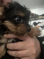 Jack, a male Yorkshire Terrier for sale in Brockton, MA – Photo 3 of 4