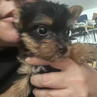 Jack, a male Yorkshire Terrier for sale in Brockton, MA – Photo 2 of 4