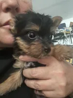 Jack, a male Yorkshire Terrier for sale in Brockton, MA – Photo 2 of 4