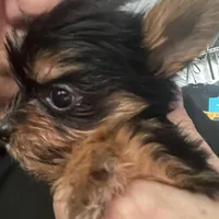 Jack, a male Yorkshire Terrier for sale in Brockton, MA – Photo 1 of 4