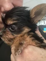 Jack, a male Yorkshire Terrier for sale in Brockton, MA – Photo 1 of 4