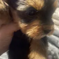 Titi, a female Yorkshire Terrier for sale in Brockton, MA – Photo 2 of 3