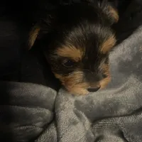 Titi, a female Yorkshire Terrier for sale in Brockton, MA – Photo 3 of 3