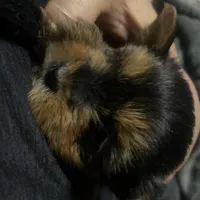 Titi, a female Yorkshire Terrier for sale in Brockton, MA – Photo 1 of 3