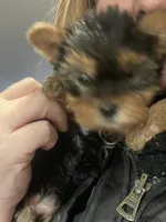 Mona Lisa, a female Yorkshire Terrier for sale in Brockton, MA – Photo 10 of 10