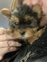 Mona Lisa, a female Yorkshire Terrier for sale in Brockton, MA – Photo 6 of 10
