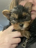 Mona Lisa, a female Yorkshire Terrier for sale in Brockton, MA – Photo 7 of 10
