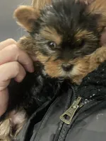 Mona Lisa, a female Yorkshire Terrier for sale in Brockton, MA – Photo 9 of 10