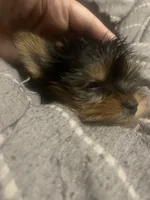 Mona Lisa, a female Yorkshire Terrier for sale in Brockton, MA – Photo 4 of 10