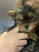 Mona Lisa, a female Yorkshire Terrier for sale in Brockton, MA – Photo 5 of 10