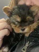 Mona Lisa, a female Yorkshire Terrier for sale in Brockton, MA – Photo 8 of 10