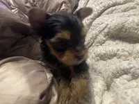 Mona Lisa, a female Yorkshire Terrier for sale in Brockton, MA – Photo 2 of 10