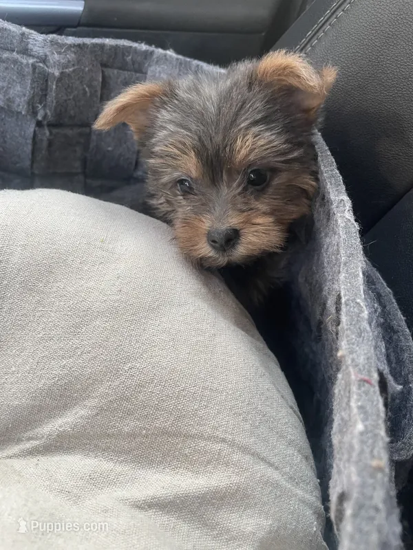Lily  – Yorkshire Terrier puppy for sale in Brockton, MA