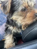 Toto2, a male Yorkshire Terrier for sale in Brockton, MA – 2 of 4