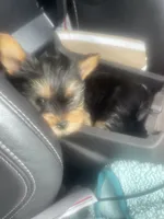 Toto, a male Yorkshire Terrier for sale in Brockton, MA – 1 of 6