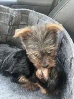 Lily , a female Yorkshire Terrier for sale in Brockton, MA – 2 of 3