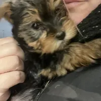 Big belly, a male Yorkshire Terrier for sale in Brockton, MA – Photo 4 of 9