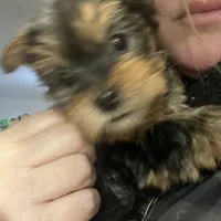 Big belly, a male Yorkshire Terrier for sale in Brockton, MA – Photo 9 of 9