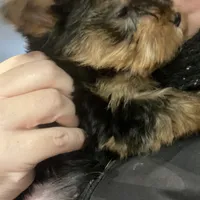 Big belly, a male Yorkshire Terrier for sale in Brockton, MA – Photo 6 of 9