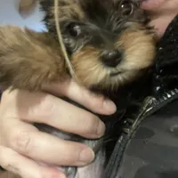 Big belly, a male Yorkshire Terrier for sale in Brockton, MA – Photo 7 of 9