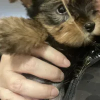 Big belly, a male Yorkshire Terrier for sale in Brockton, MA – Photo 3 of 9