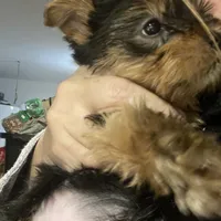 Big belly, a male Yorkshire Terrier for sale in Brockton, MA – Photo 2 of 9