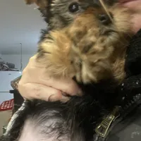 Big belly, a male Yorkshire Terrier for sale in Brockton, MA – Photo 5 of 9