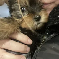 Big belly, a male Yorkshire Terrier for sale in Brockton, MA – Photo 8 of 9