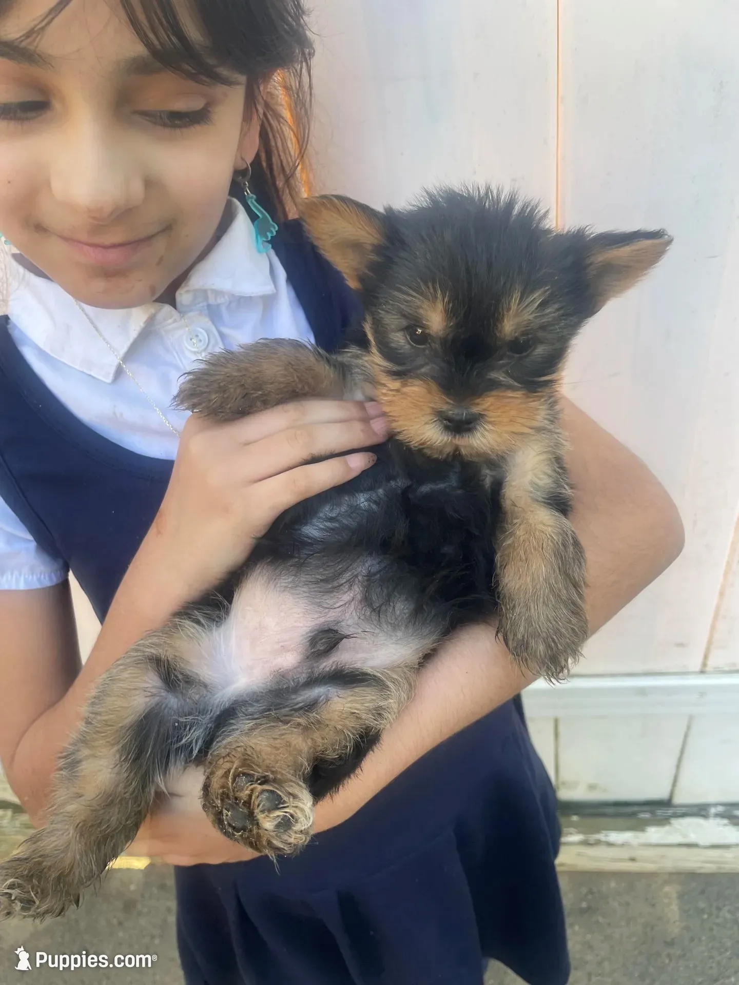Toto, a male Yorkshire Terrier for sale in Brockton, MA – 4 of 6