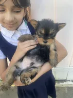 Toto, a male Yorkshire Terrier for sale in Brockton, MA – 10 of 10