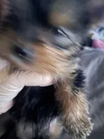 Moises, a male Yorkshire Terrier for sale in Brockton, MA – 2 of 4