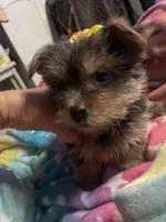 Sissy , a female Yorkshire Terrier for sale in Brockton, MA – 2 of 3